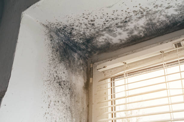 Affordable Black Mold Removal solutions in Sparrows Point, MD